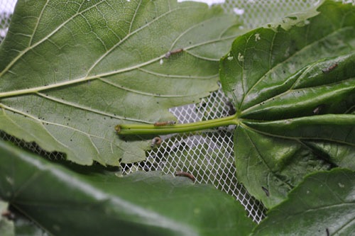 Older silkworms